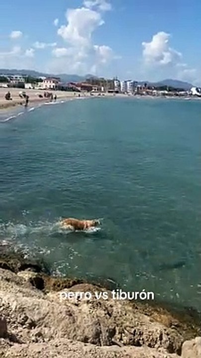 Cão persegue tubarão em Alicante, Espanha