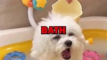 DOGGY BATH! #dogs