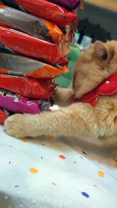 Cat funny video