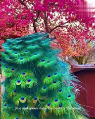 Beautiful Peacock's Dancing happily,