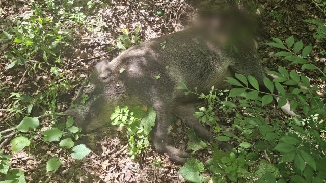 창덕궁 후원 일대에 멧돼지 출몰...수색 끝에 사살 / YTN