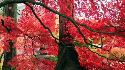 Azan By Abdul Rehman Masood | Abdul rahman mossad azan | Azhan