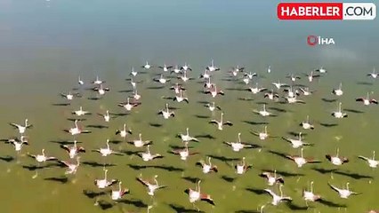 Acıgöl'de Flamingoların Büyüleyici Göç Yolculuğu
