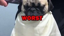 PUG GETS BAD HAIRCUT! #pug #dogs