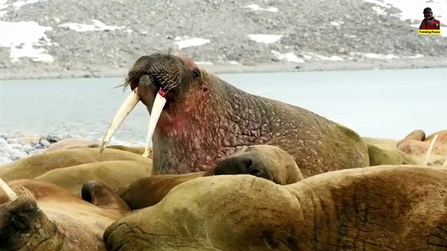 Artic Adventures in Svalbard, Norway