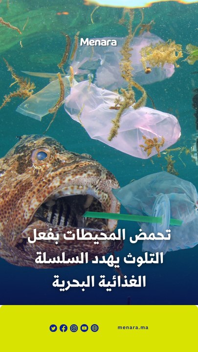 تحمض المحيطات بفعل التلوث يهدد السلسلة الغذائية البحرية