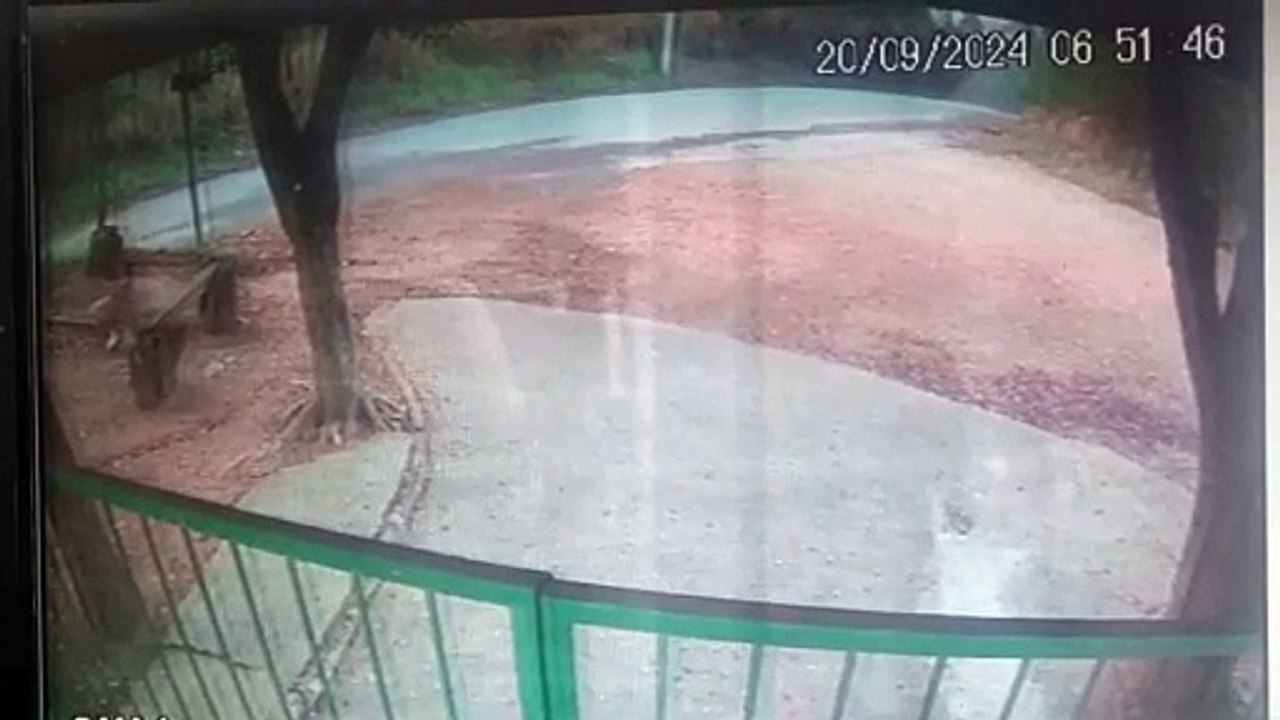 Cão abandonado