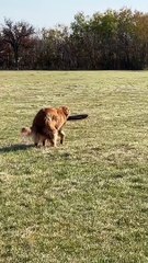 Golden Retriever does everything with a stick!
