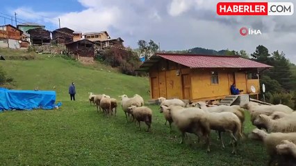 Yurt dışına gitti, 2 üniversite bitirdi! Tahsilli çoban hedeflerinden vazgeçmiyor hem koyun otlatıyor hem sınava hazırlanıyor