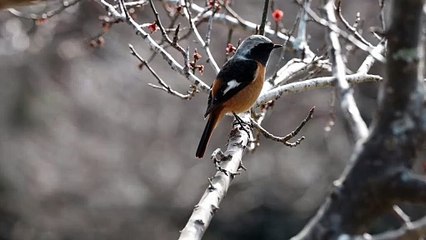 Vídeo Prueba AMP JSON LD - UAT - Marca