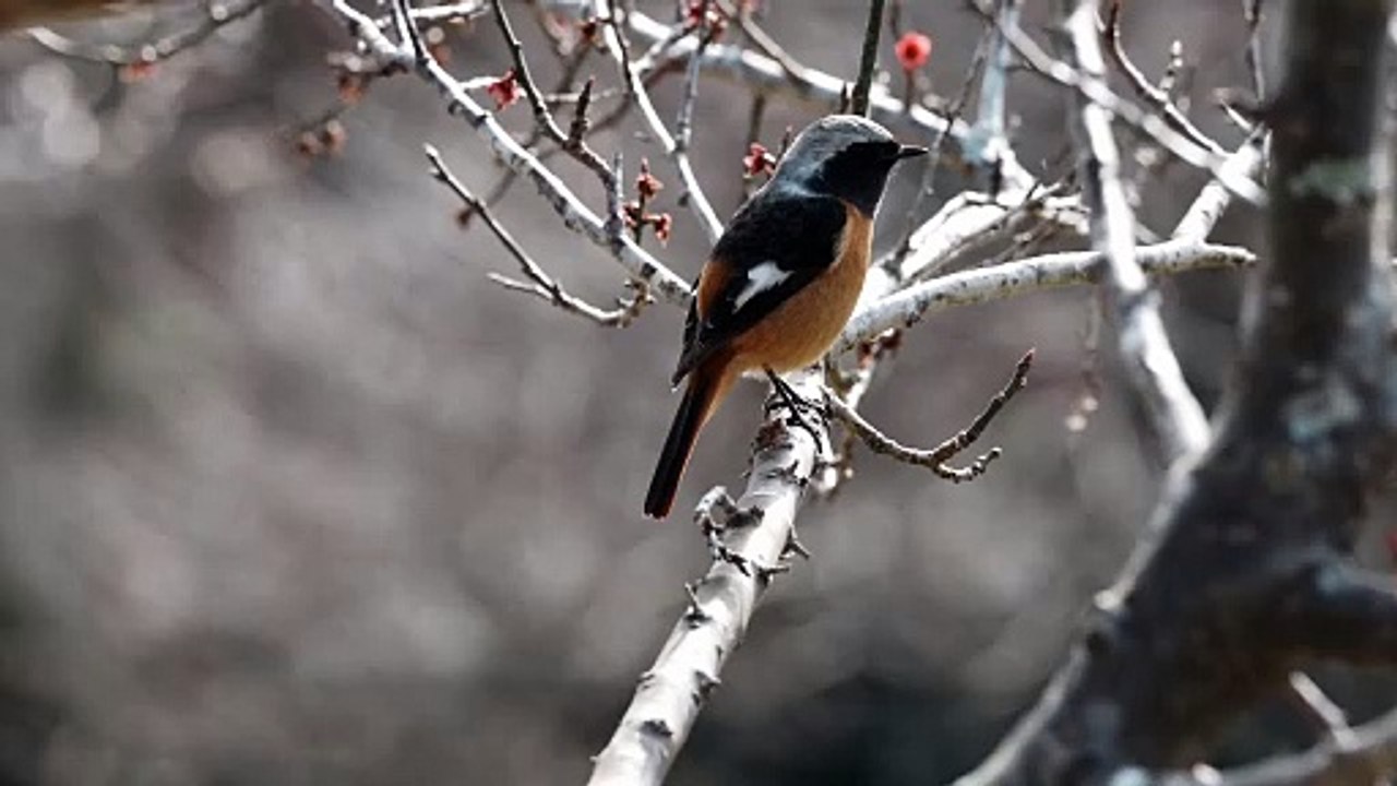 Vídeo Prueba AMP JSON LD - UAT - Marca