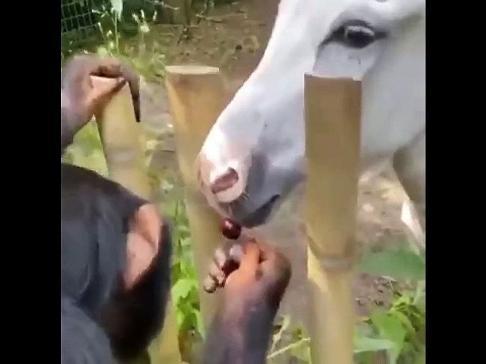 Un singe nourrit un cheval... trop mignon