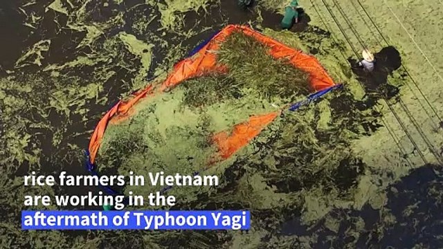 Vietnamese rice farmers save crops in wake of Typhoon Yagi