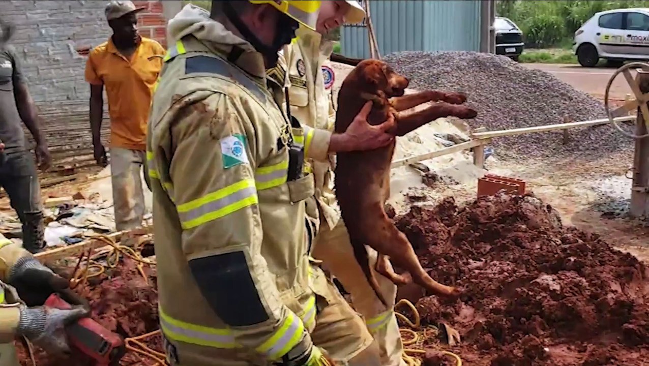 "É uma vida. Que Deus abençoe todos vocês", dona agradece Bombeiros que salvaram cachorrinha