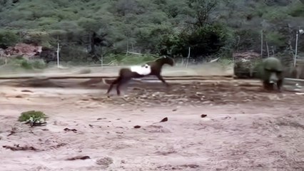 The goat challenged the wild boar.