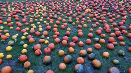 Maxey's Farm Shop: Thousands of Pumpkins 🎃