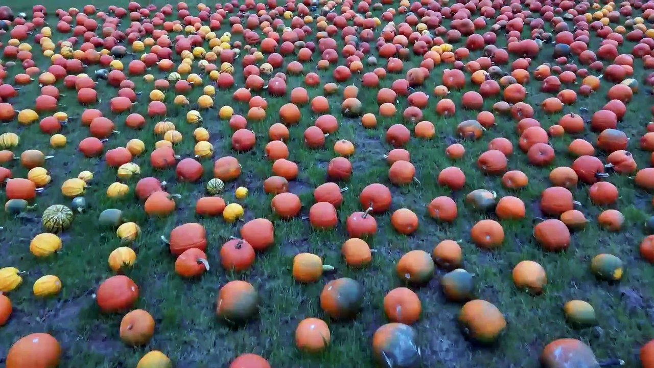 Maxeys pumpkins