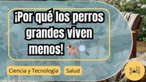 ¿Por qué los perros grandes viven menos que los pequeños? ¡La ciencia podría tener la respuesta!