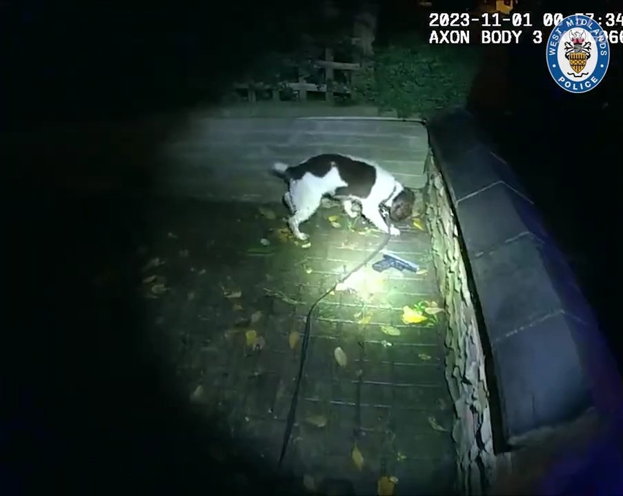 Police dog finds gun after man seen brandishing it in street