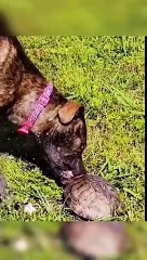 Part 132 _ Funny animals videos Try not to laugh!