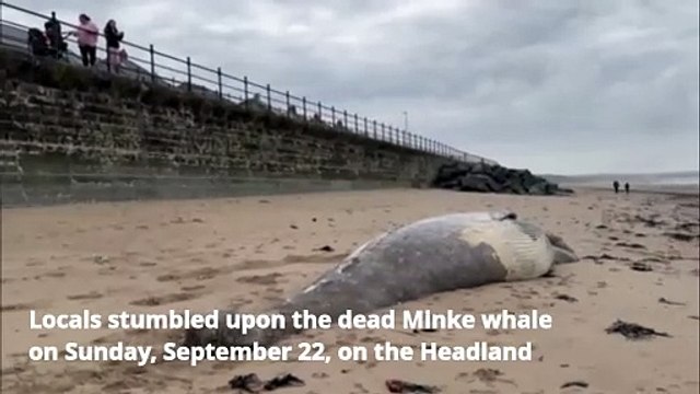 Dead whale found on Hartlepool beach