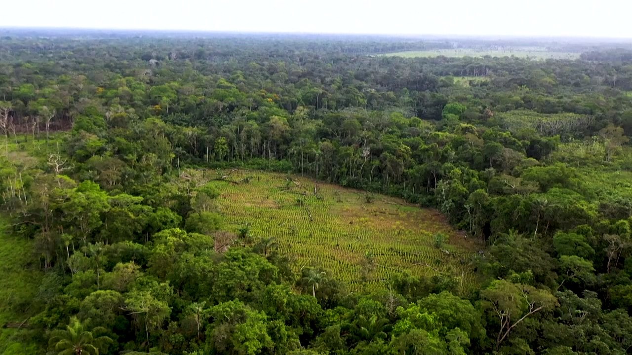 Studie: amazonas-regenwald hat deutlich an fläche verloren