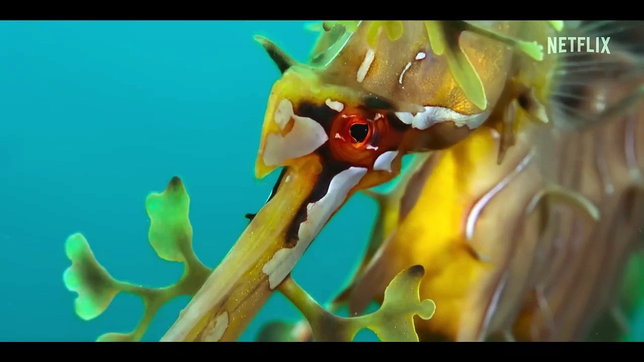 Our Oceans - Official Trailer Netflix