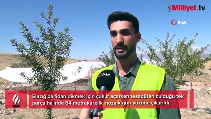 Arsayı 120 bin TL'ye aldı, şu an değer biçilemiyor! Fidan dikerken hayatı değişti