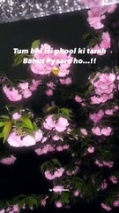 Blooming Wonders: A Journey Through the World of Flowers