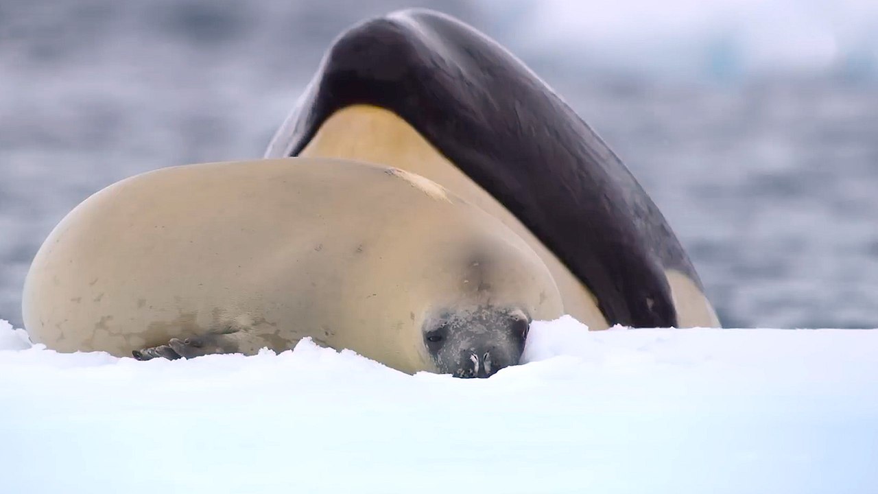 Official Trailer for Netflix's Our Oceans Narrated by Barack Obama