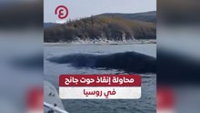 محاولة إنقاذ حوت جانح في روسيا