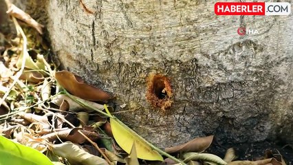 Bodrum'da Ağaçlara Zarar Verenler Tespit Edilecek