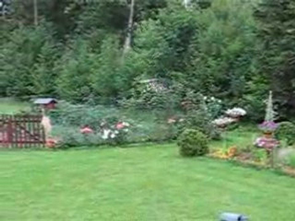 Honey bee king Video 02