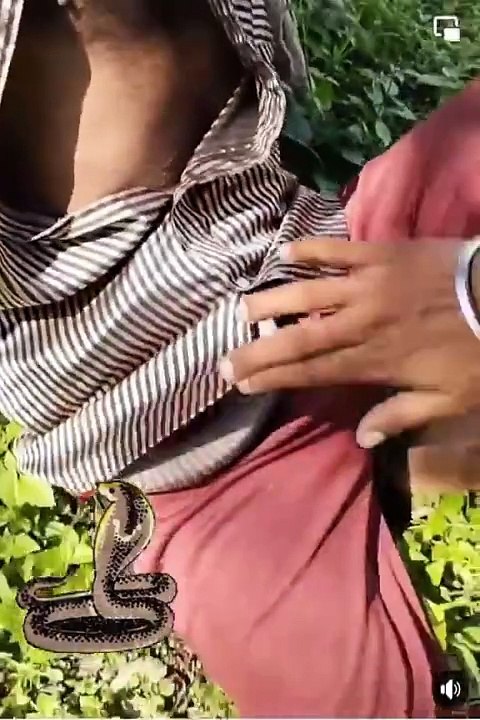 Snake  comes in the garment 