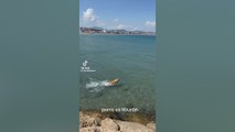 Aparece un tiburón en la playa de Dénia y un perro salta a por él: los gritos generan angustia