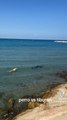 Aparece un tiburón en la playa de Dénia y un perro salta a por él: los gritos generan angustia