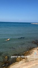 Aparece un tiburón en la playa de Dénia y un perro salta a por él: los gritos generan angustia