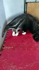 Tamanduá Bandeira é resgatado com quatro patas queimadas