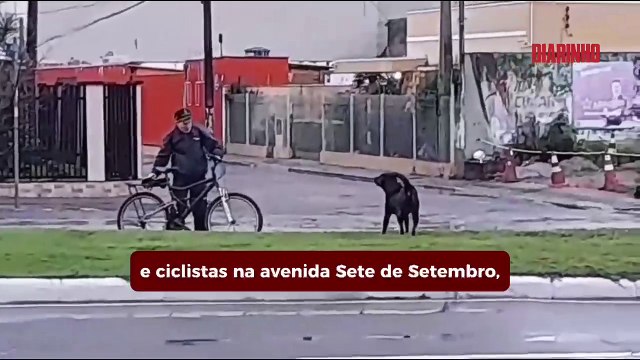 Cachorrões atacam pedestres e ciclistas na Sete de Setembro