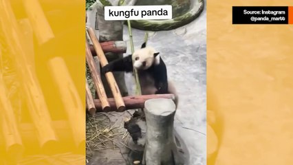 Hilarious video: Meet the real-life Kung Fu Panda