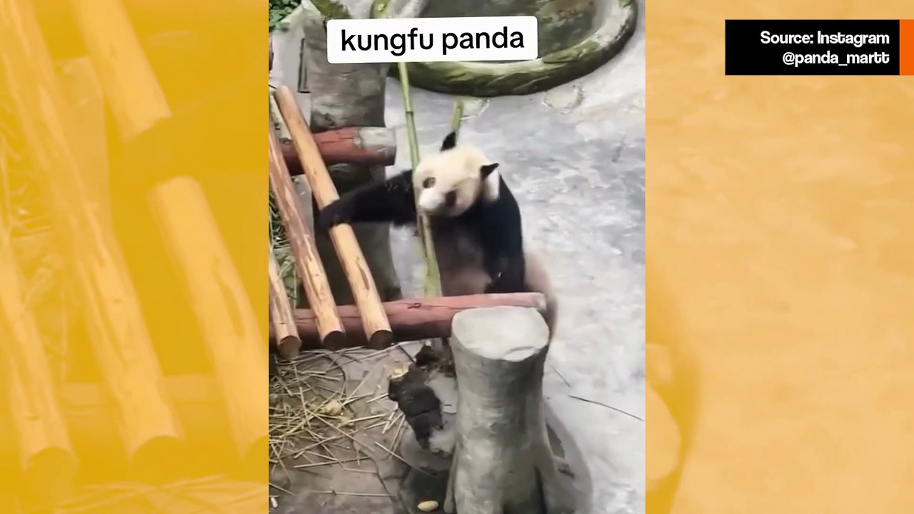 Hilarious video: Meet the real-life Kung Fu Panda