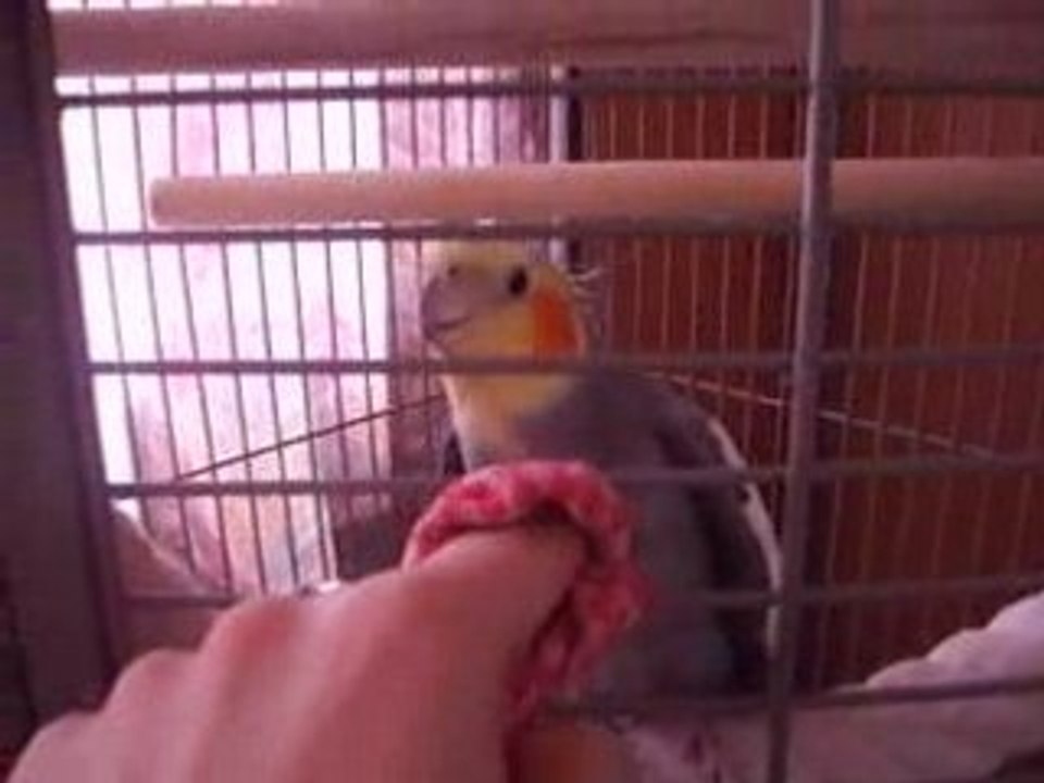 zazou qui dit : coucou zazou