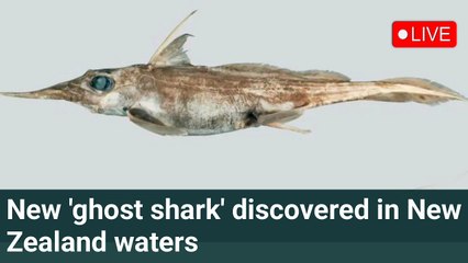 New 'ghost shark' discovered in New Zealand waters