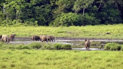 Gabon _ les savants et les éléphants _ ARTE Reportage
