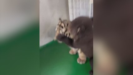 Un cachorro de oso vs un cachorro de tigre: el vídeo que ha 'roto' internet