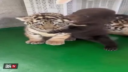 Un cachorro de oso vs un cachorro de tigre: el vídeo que ha 'roto' internet