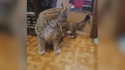 La bestial diferencia de tamaño de un lince con el de los gatos domésticos