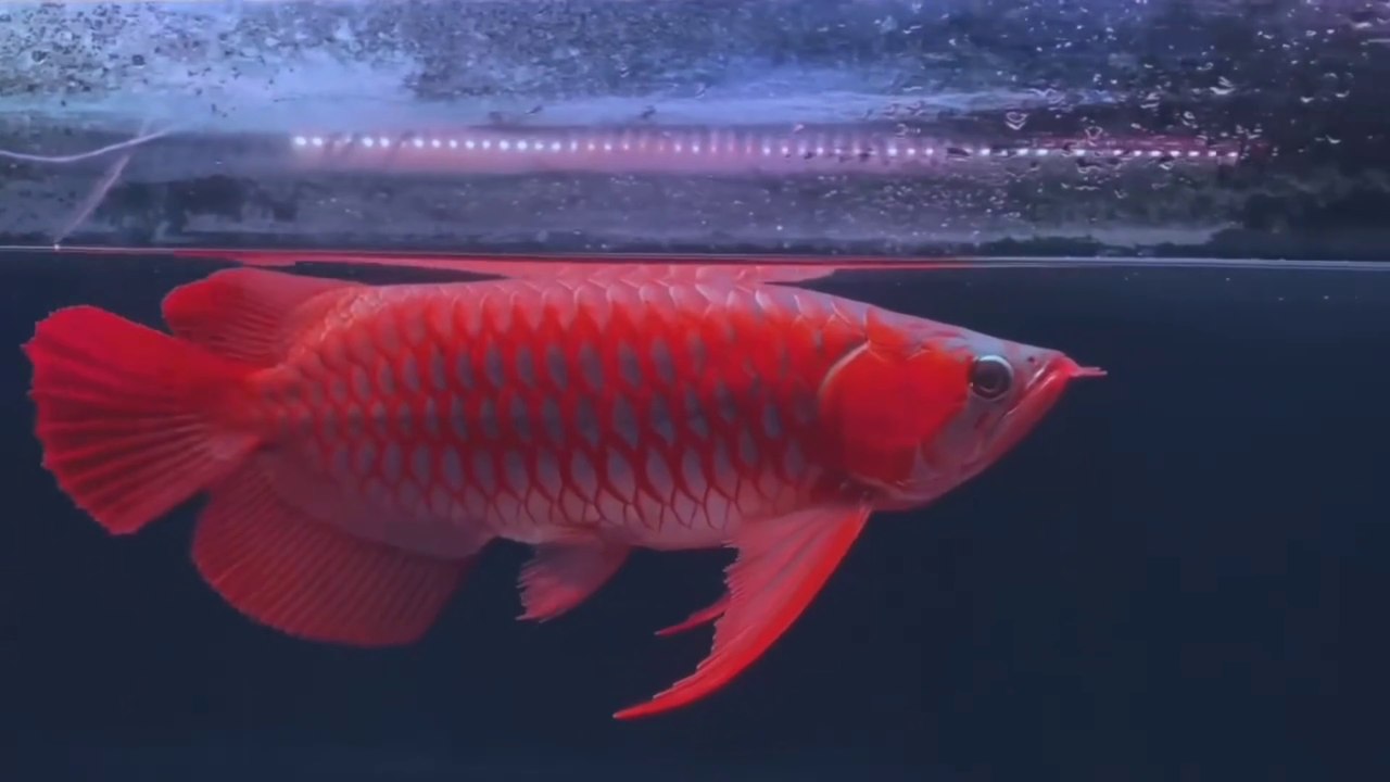 The Super Red Arowana fish is so beautiful