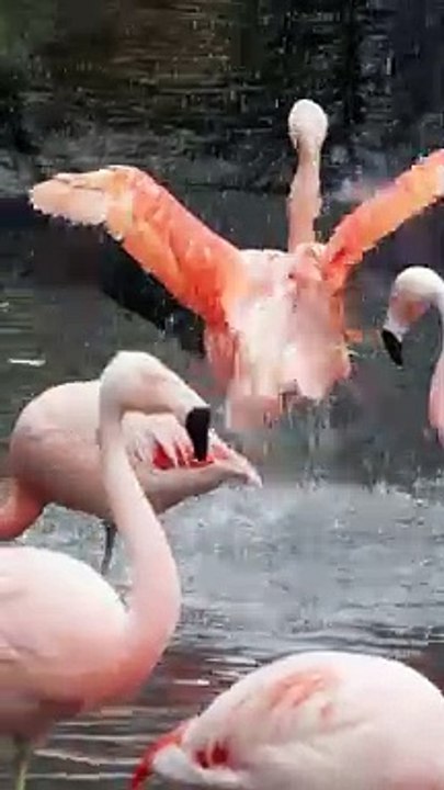 Flamingos courting just in advance of mating season. Flamboyance of Flamingo During Mating Season, doing mating Dance during mating season on the lake in the National park