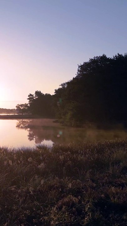 Person walks through a field as the morning sun shines